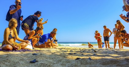 Many small baby turtles crawl out of the sand nest to the sea in Mirissa Beach Matara District