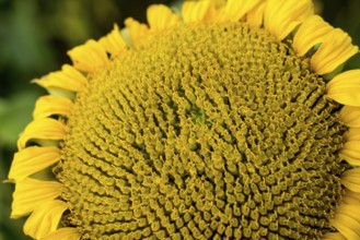 Common sunflower (Helianthus annuus), field in October as cover crop or catch crop, rural landscape