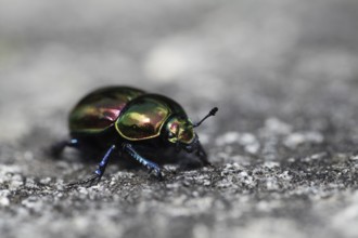 Side view of a dung beetle on a grey stone with iridescent rainbow-coloured wing covers