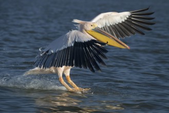 A pink pelican landing on the water