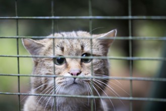 Head of a wild cat behind cage bars in the frontal view