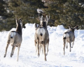 Deer in Winter in Saskatchewan Canada Rural Scene
