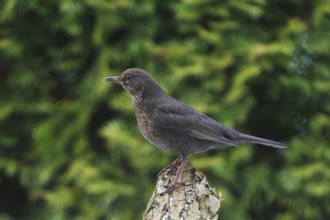 Blackbird female on a tree trunk