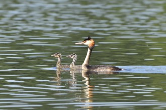 Great crested grebe, Great crested grebe, Podiceps cristatus, Grebe, Europe, Europe, Germany,
