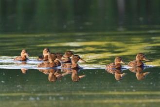 Mallard family in the morning sun, A mallard family in the morning sun