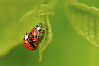 Asian lady beetle (Harmonia axyridis) Harmonia axyridis coppula