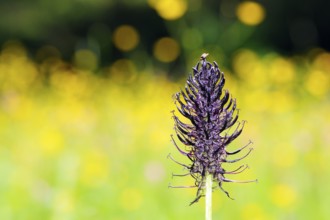 The black devil's claw is a lime-loving plant on moor meadows and nutrient-poor grassland. Phyteuma