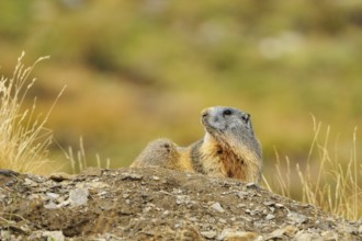 Marmot observe their environment