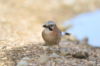 Eurasian jay in nature near water