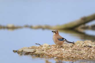 Eurasian jay in nature near water