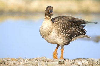 Greater white-fronted goose -Anser albifrons -