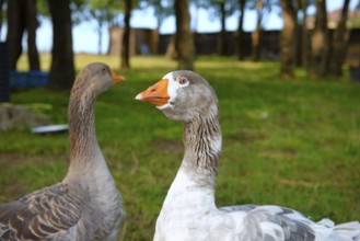 Two gooses outdoor in the orchard