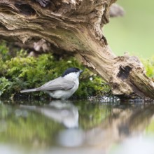 Marsh tit passerine bird in tree