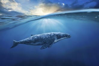 Whale in half air