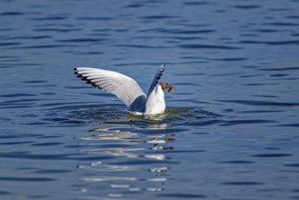 A black-headed gull (Chroicocephalus ridibundus) proudly flying on the water raises its wings after