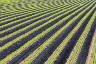 Carrot Field Green Rows, Carrots Growing on Field
