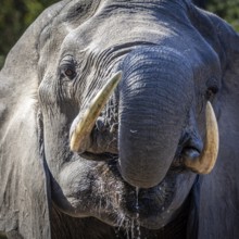 African elephant (Loxodonta africana) drinking, portrait, Manyeleti Game Reserve, South Africa,