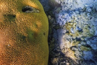 Brain coral in the bottom of the sea, Marine life