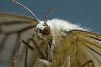 White black vein moth, hard hay moth (Siona lineata)