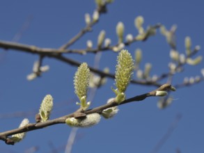 Sal willow (Salix caprea)