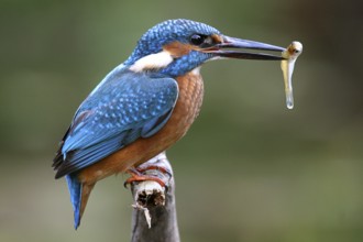 Kingfisher (Alcedo atthis)