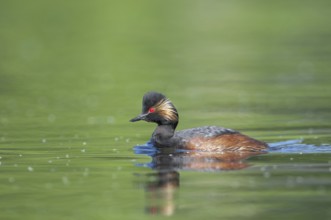 Black-necked Grebe (Podiceps nigricollis)