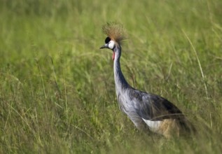 Crowned crane (Balearica pavonina)