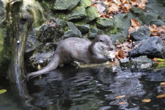 Otter (Lutra lutra)