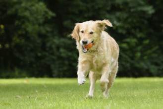 Golden Retriever jumps in a garden