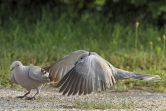 Eurasian collared dove (Streptopelia decaocto)