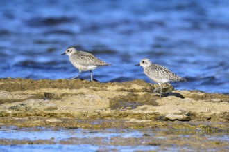 Little Ringed Plover (Pluvialis squatarola)