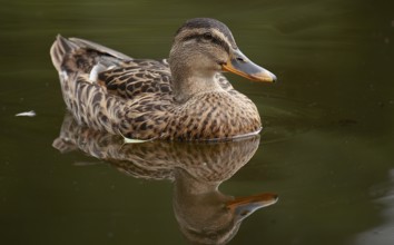 Mallard (Anas platyrhynchos)