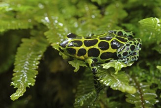 Variable poison dart frog (Ranitomeya variabilis)