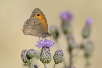 Meadow Brown (Maniola jurtina)
