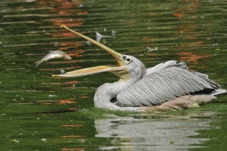 Rufous pelican (Pelecanus rufescens)