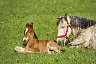 Horse with a Foal on the Green Lawn Busteni, Romania, Europe