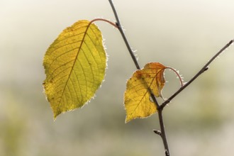 Red dead leaf on a branch in autumn.