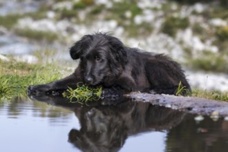 Black dog puppy lying down in the grass near the water with reflection, outdoors fun