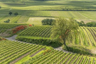 Poppies in bloom in the vineyard in spring. Kaiserstuhl, Emmendingen, Fribourg-en-Brisgau,