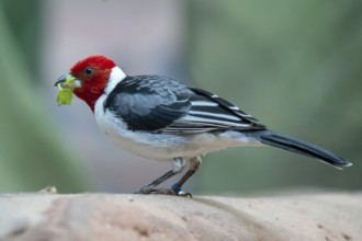 Red-cowled Cardinal (Paroaria dominicana)