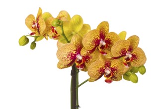 Beautiful blossom of an orchid on a white background