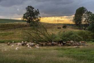 Herd of cows in the Harz Mountains with sunset