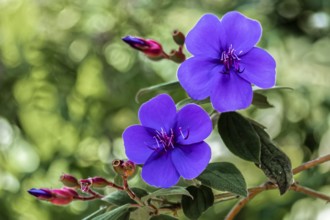 Princess flower, Tibouchina urvilleana, Brazil, South America