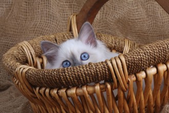 SACRED CAT OF BURMA, BIRMAN CAT, LITTER, SITS IN BASKET