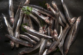 Fresh anchovies just fished in the Mediterranean Sea