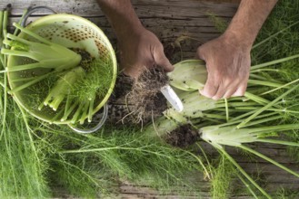 Cleaned and fennel just picked from the garden
