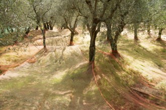 He extended networks for the Olive harvest in late fall