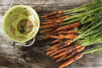 Cleaning and preparation of a bunch of freshly picked carrots