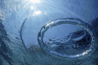 Underwater Bubble Ring Ascends towards the Sun