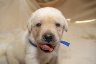 Beautiful young yellow labrador retriever puppy dog portrait